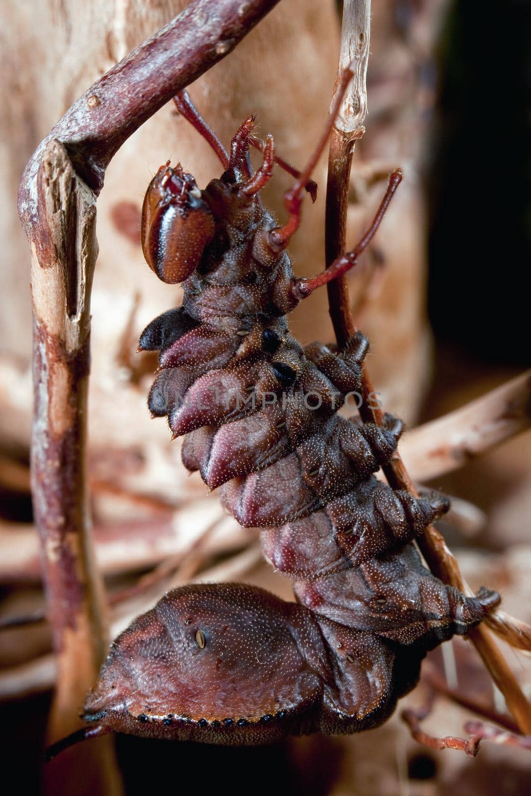 Dark red color night butterfly caterpillar climbs up dry branch, similar to an little alien monster