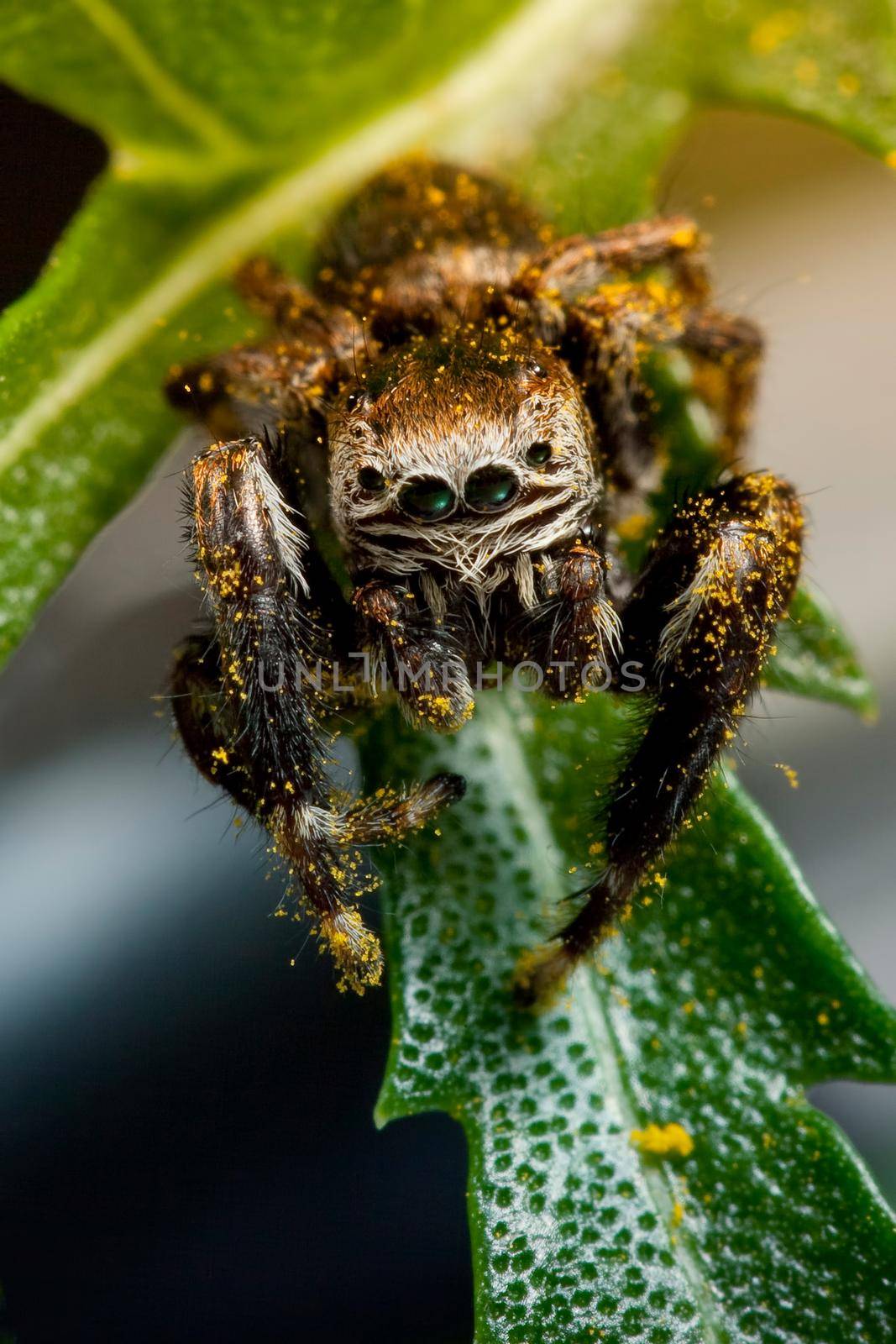 The dancing spider is drowned in pollen traveling on a green leaf