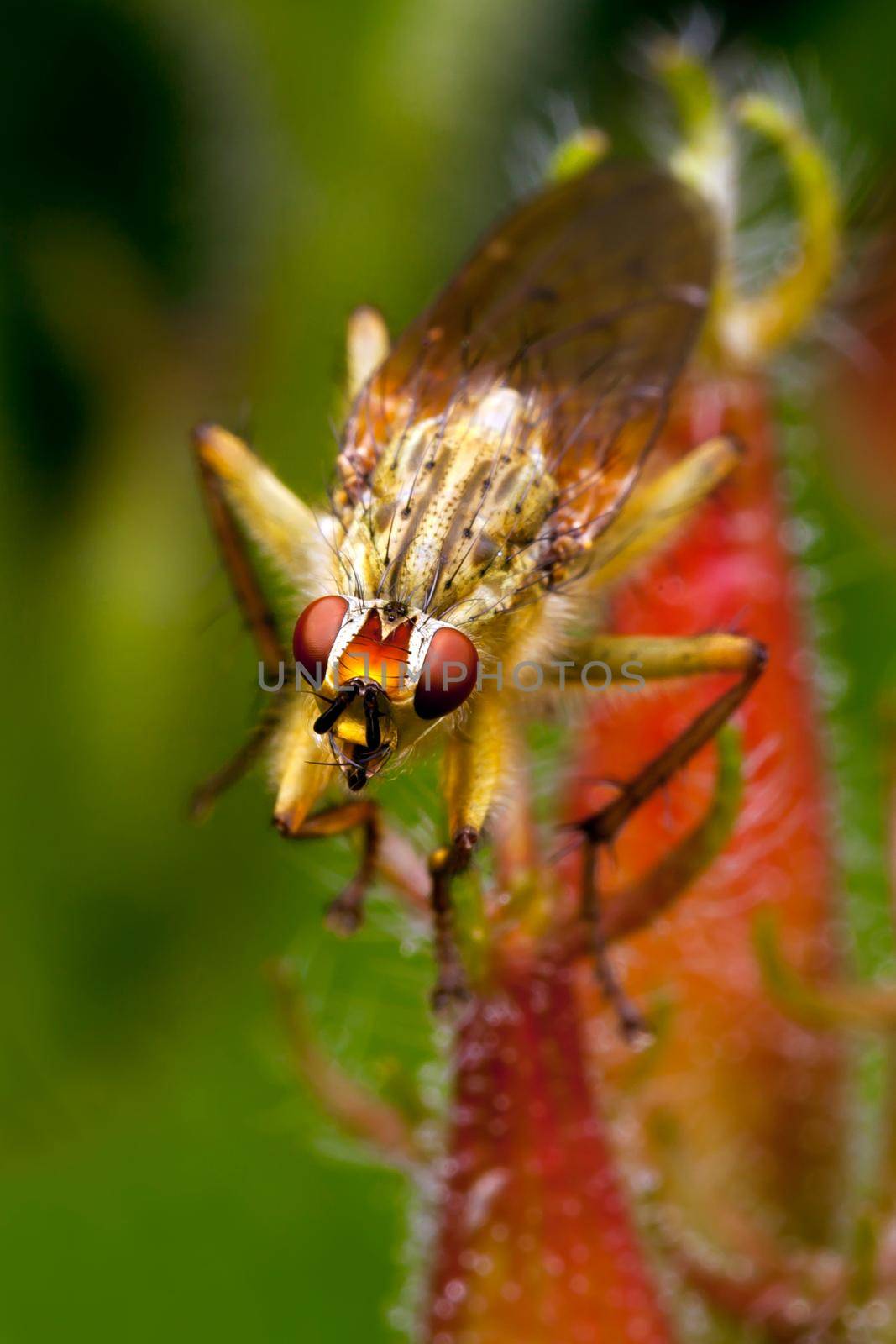 Orange fly with red eyes by Lincikas