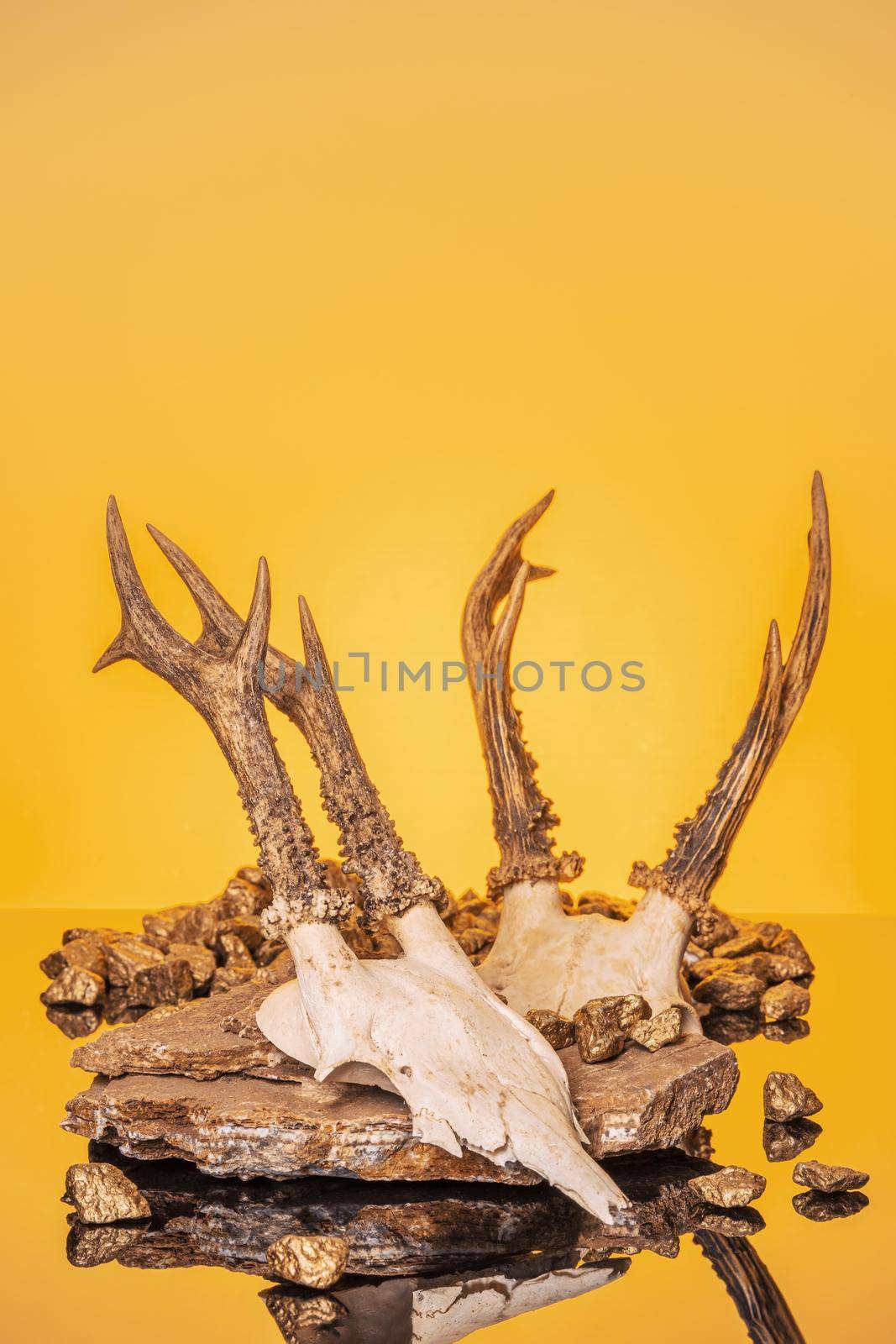 Animal Skull with Horns, on yellow background by Fischeron