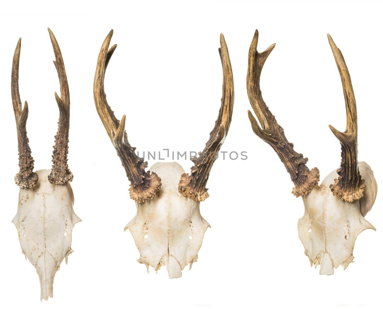 Animal Skull with Horns, on white background by Fischeron