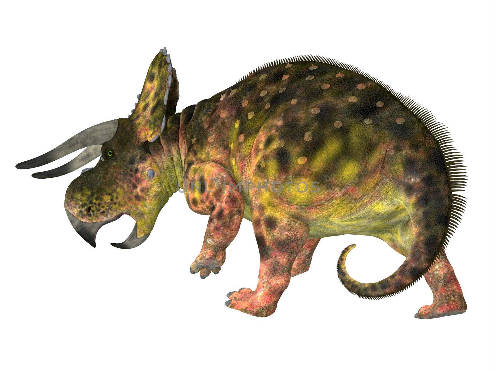 Nasutoceratops was a herbivorous Ceratopsid dinosaur that lived in Utah, USA during the Cretaceous Period.