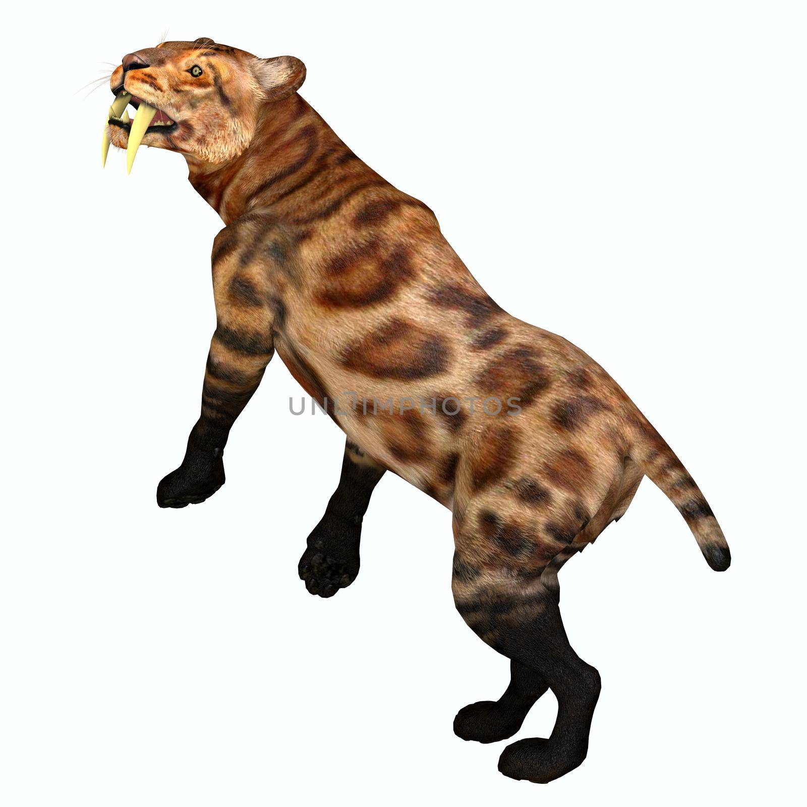 Saber-tooth Cat Tail by Catmando