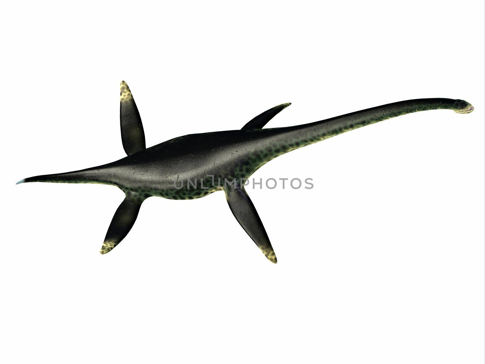 Styxosaurus was a predatory marine Plesiosaur reptile that lived in the seas of North America during the Cretaceous Period.
