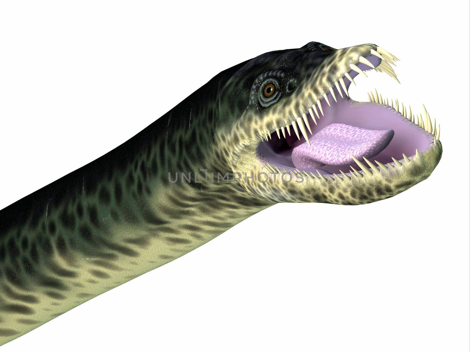 Styxosaurus Reptile Head by Catmando