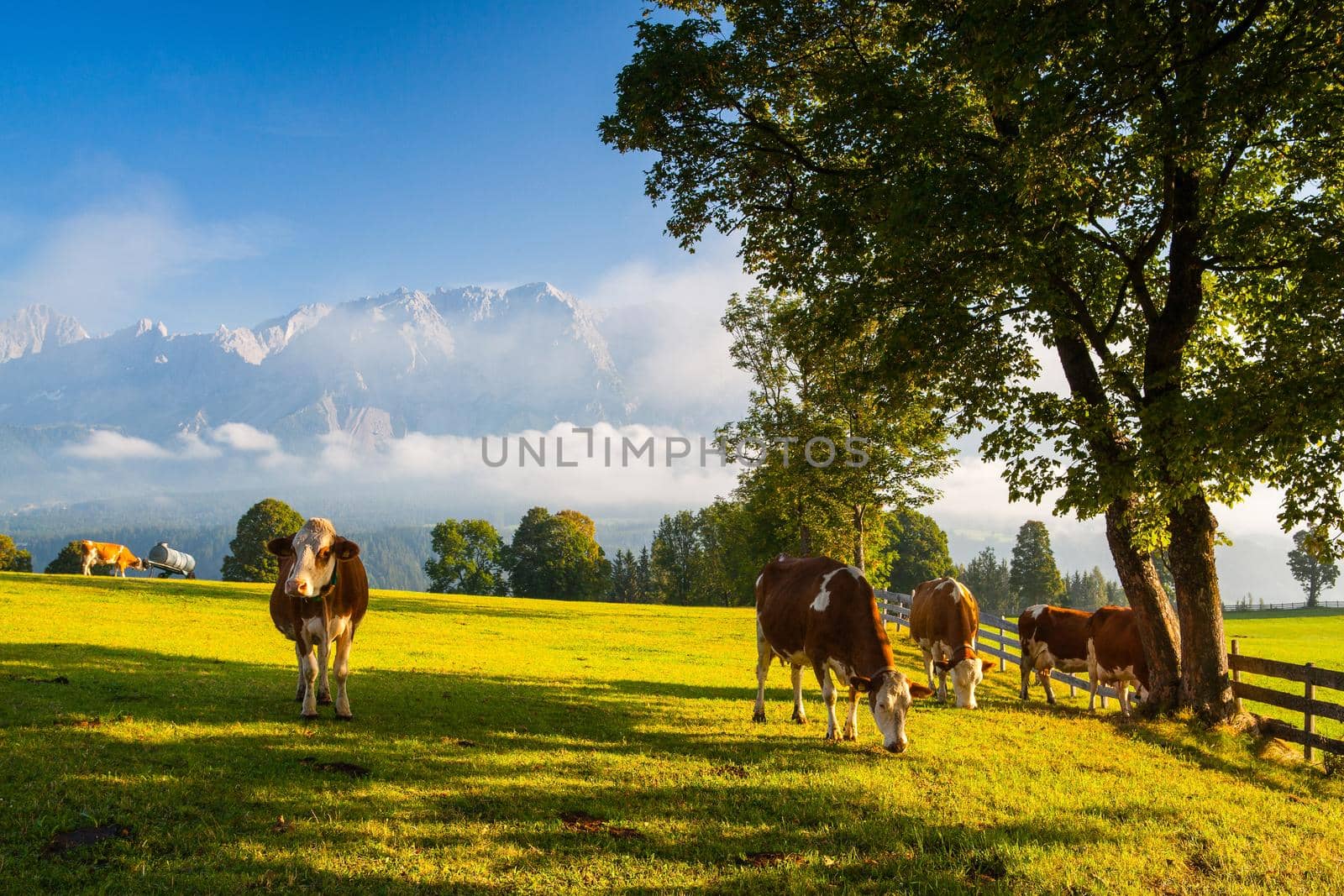 On a pasture in the high mountains in Austria.