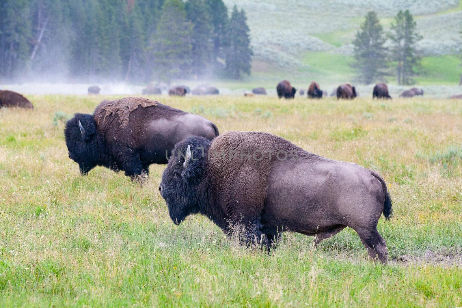The herd bisons in Yellowstone National Park, Wyoming. USA.  The Yellowstone Park bison herd in Yellowstone National Park is probably the oldest and largest public bison herd in the United States.