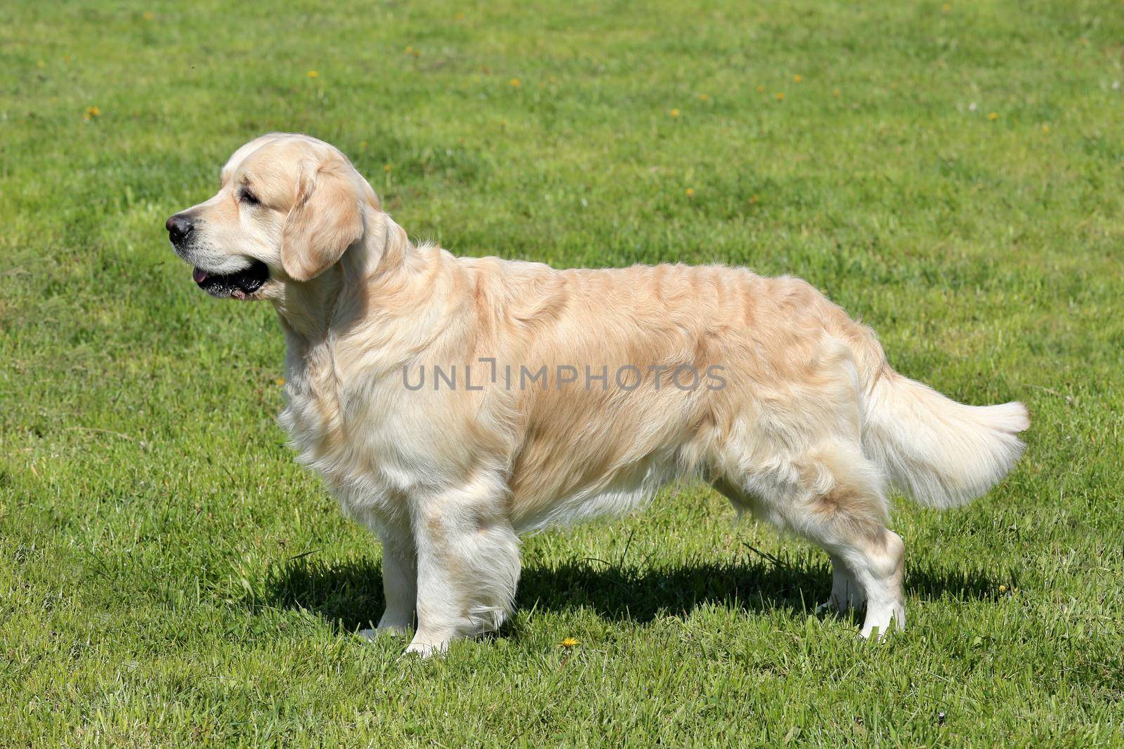 The typical portrait of Golden Retriever in the spring garden