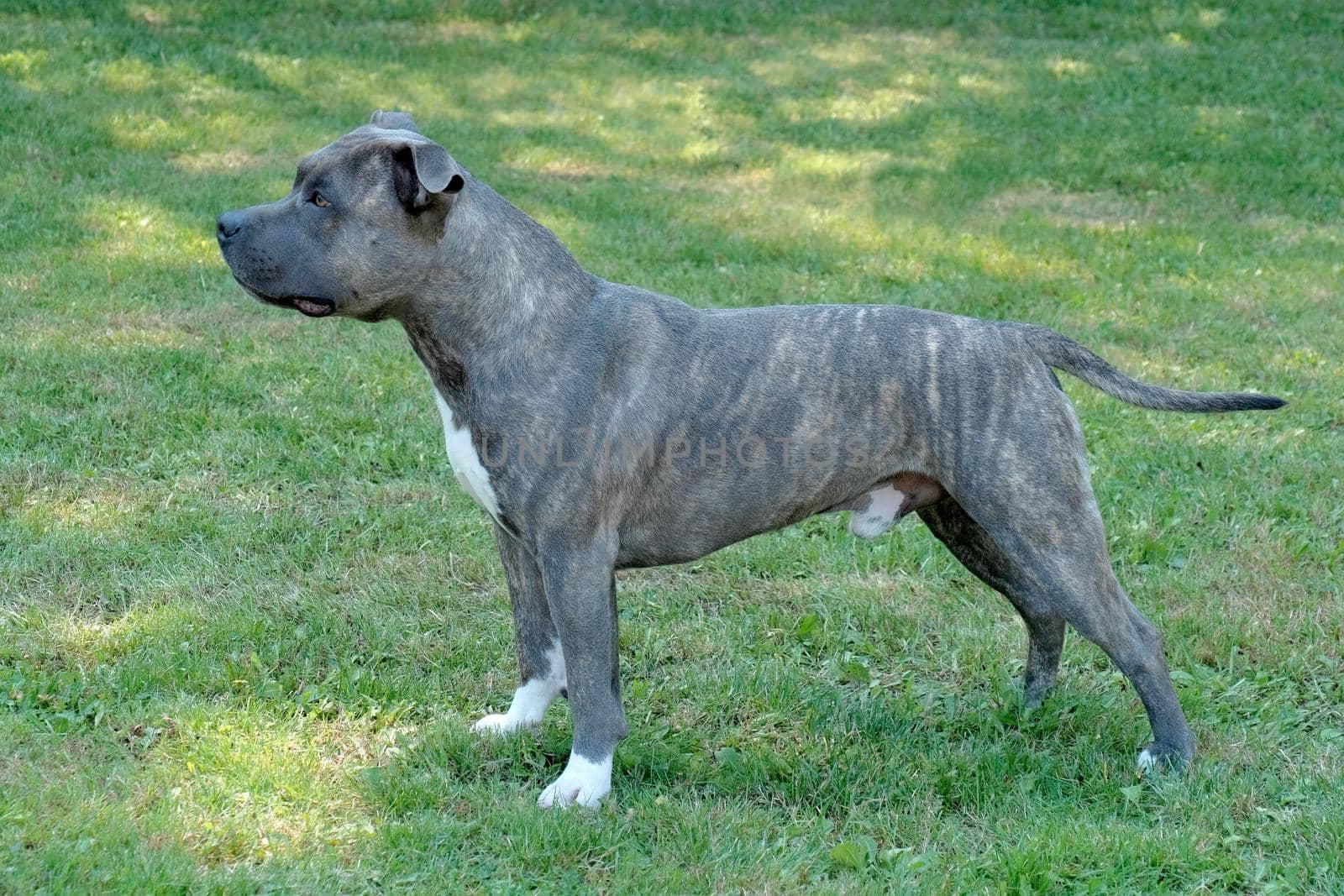 The typical portrait of American Staffordshire Terrier in the spring garden