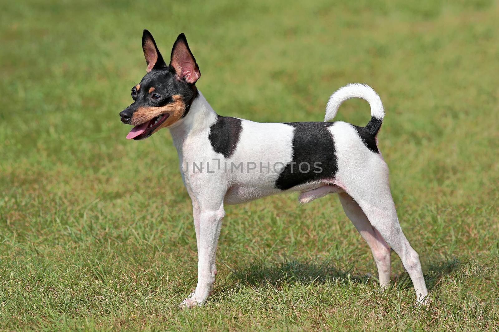 The typical portrait of Toy Fox Terrier in the spring garden