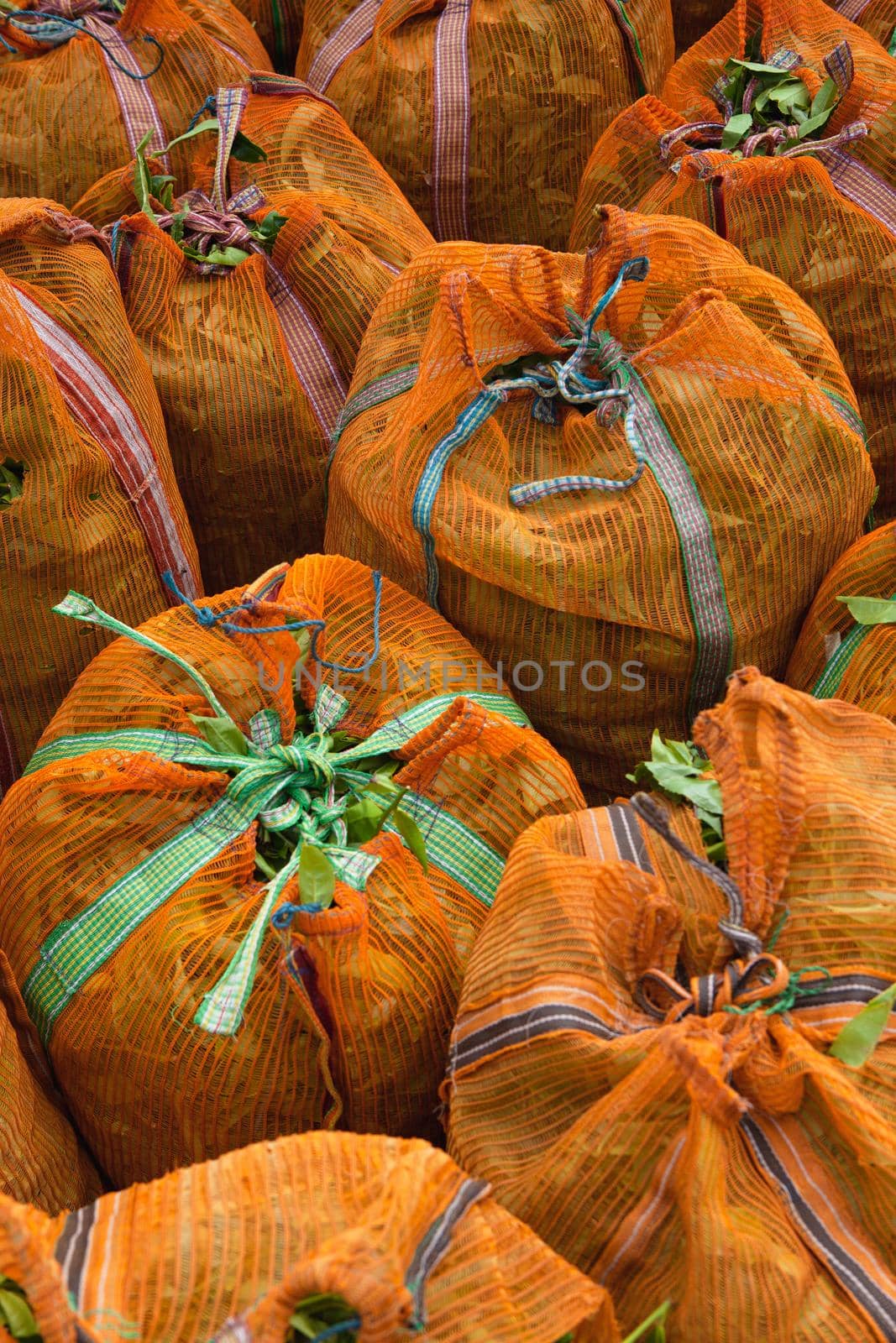 The green tea leaves in sacks on Nuwara Eliya plantation, Sri Lanka.  by CaptureLight