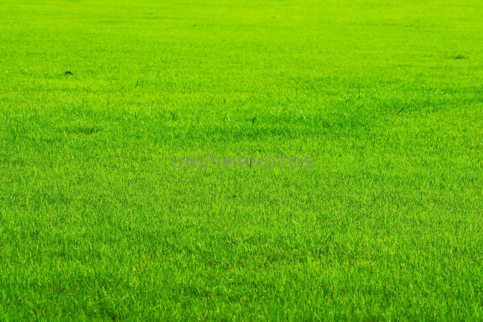 nature green grass in the field background. farm or garden and copy space using as background natural, rice agriculture landscape
