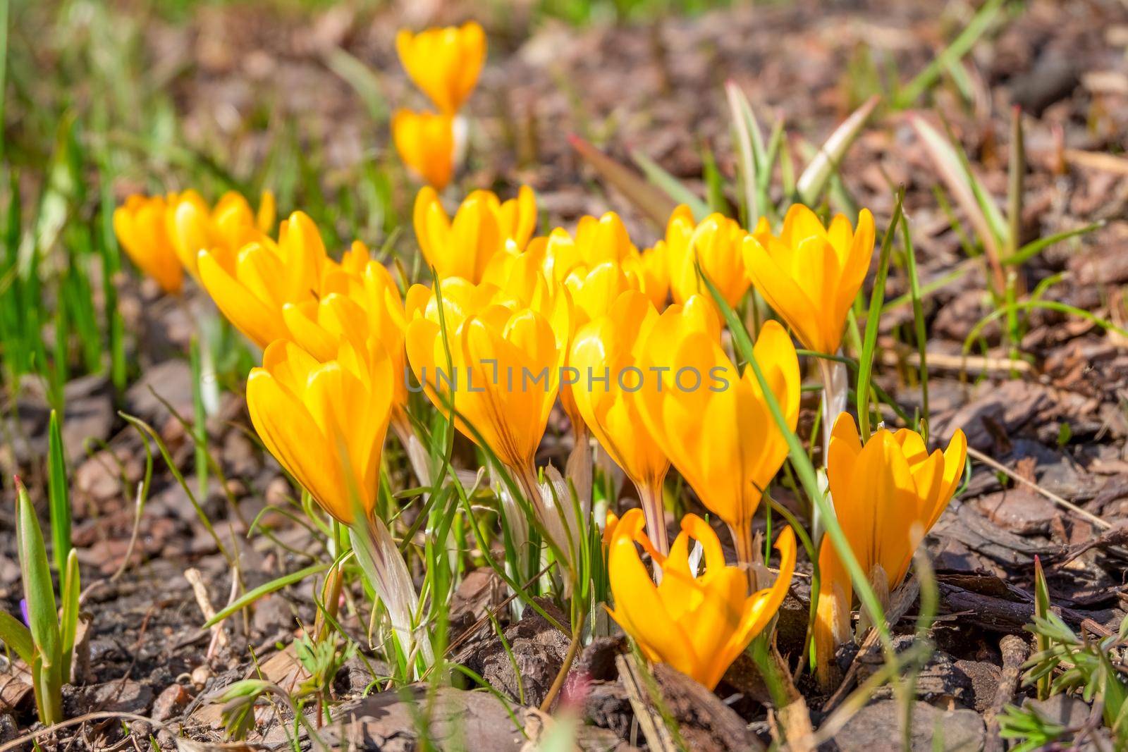 Beautiful delicate spring primroses yellow crocuses saffron bloom in the flowerbed. Selective focus.