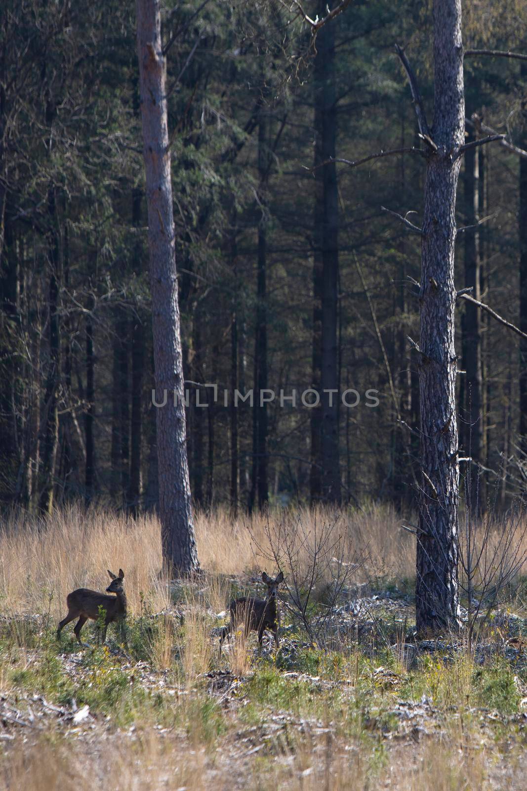 two roe deer in early spring forest with pricked ears stand in high grass