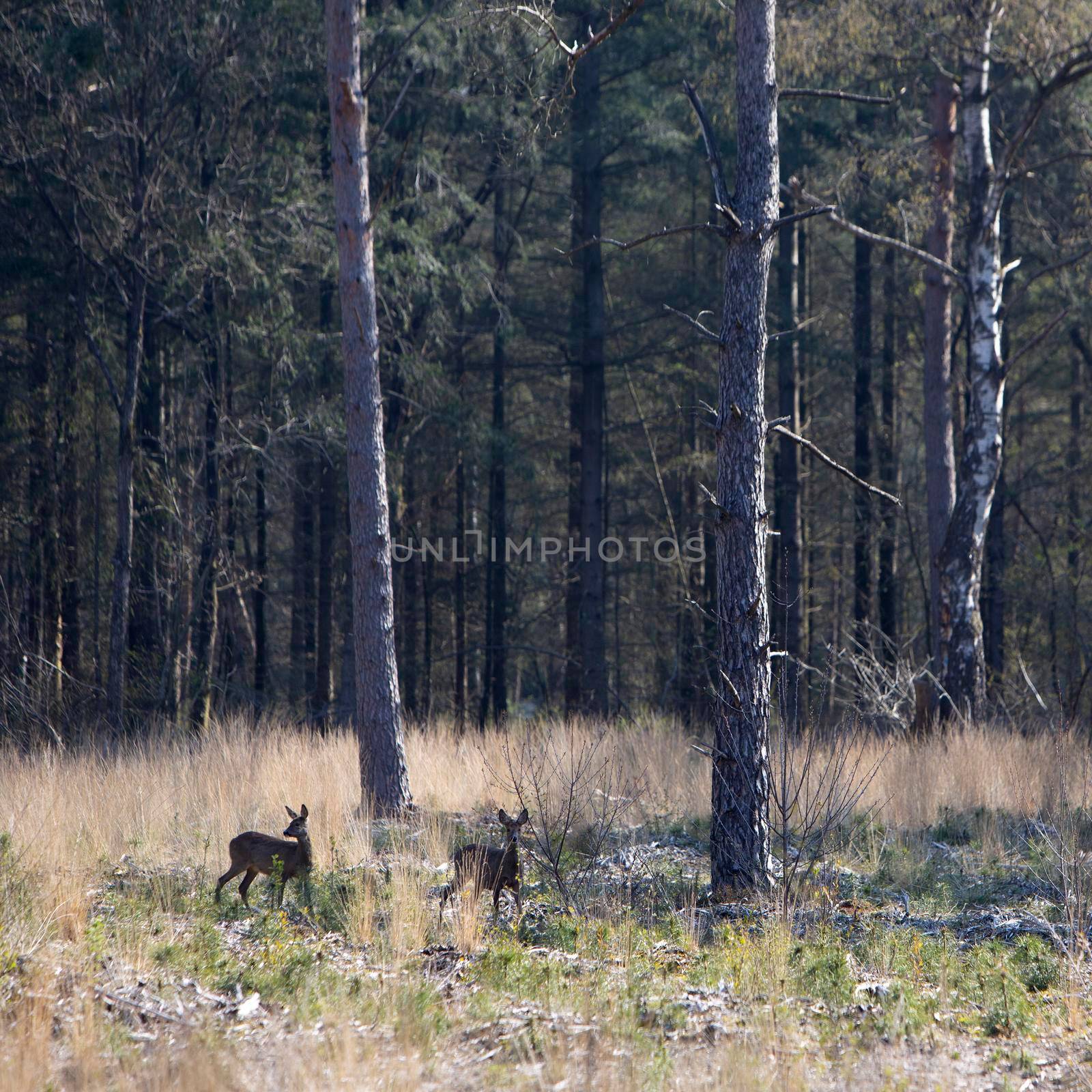 two roe deer in early spring forest with pricked ears by ahavelaar