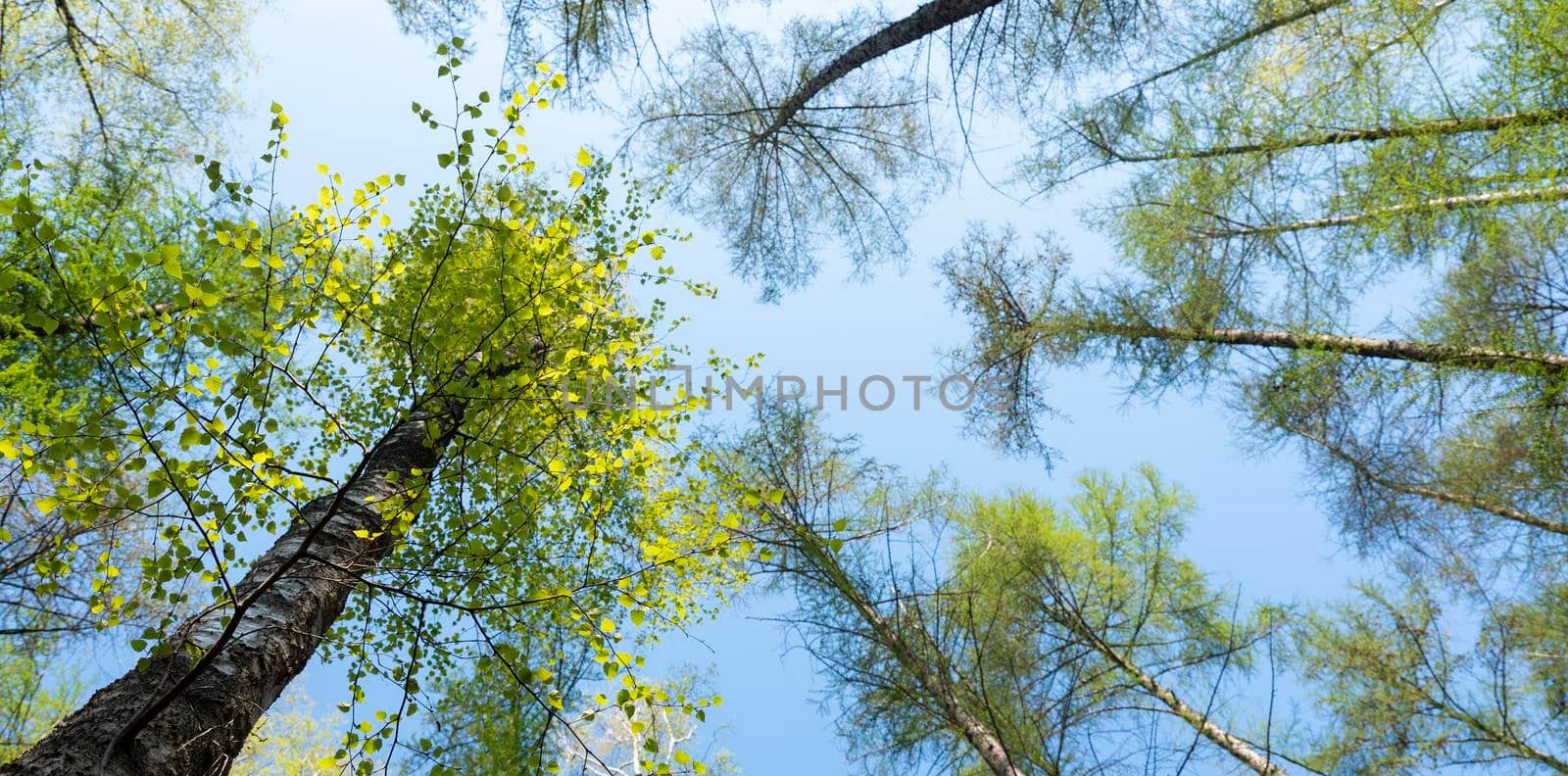 birch and larch trees with fresh spring leaves against blue sky by ahavelaar