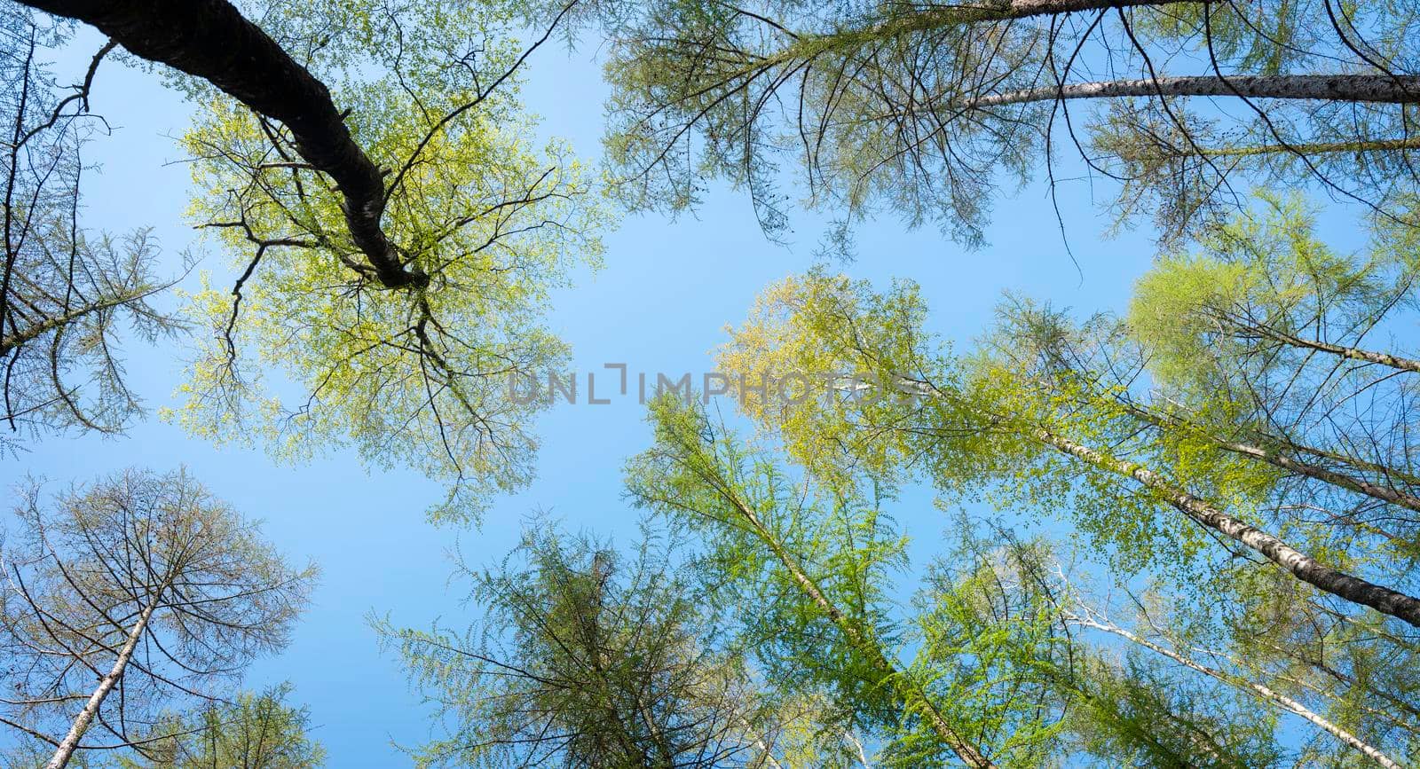 looking up to birch and larch trees with fresh spring leaves against blue sky