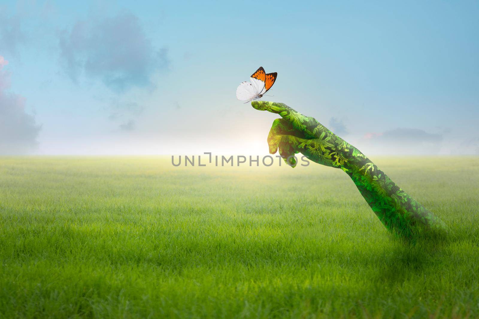 Green hand holding beautiful butterfly in green field. Nature Concept. by thanumporn