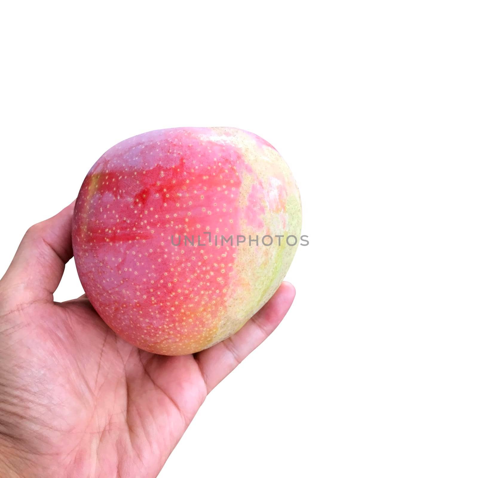 Close up ripe mango in hand isolated on white background.