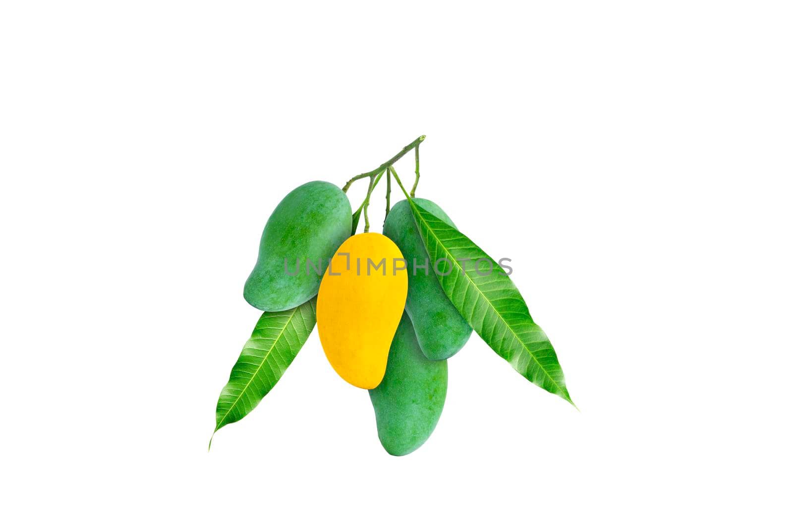 One of yellow ripe mango is in the middle of a cluster of raw mangoes and green leaves on white background.