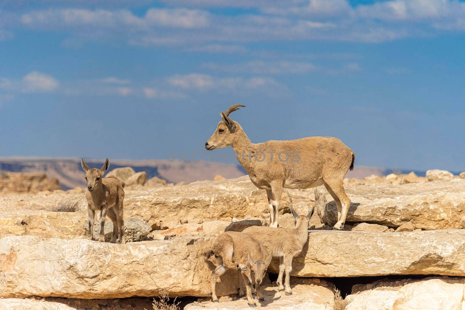 Capra ibex nubiana, Nubian Ibexes family near Mitzpe Ramon by avirozen