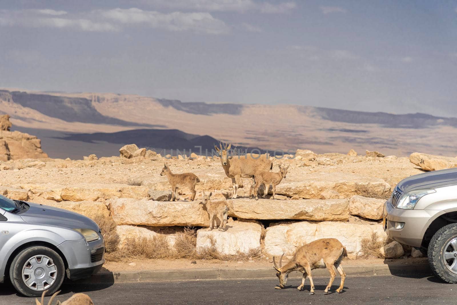 Capra ibex nubiana, Nubian Ibexes family. Goats roam near vehicles on the road ,Mitzpe Ramon . High quality photo
