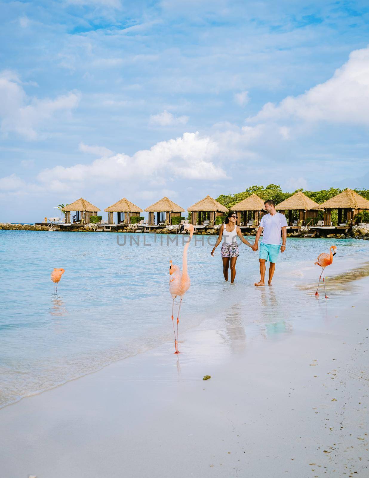 Aruba beach with pink flamingos at the beach, flamingo at the beach in Aruba Island Caribbean. A colorful flamingo at beachfront, couple men and woman on the beach mid age man and woman