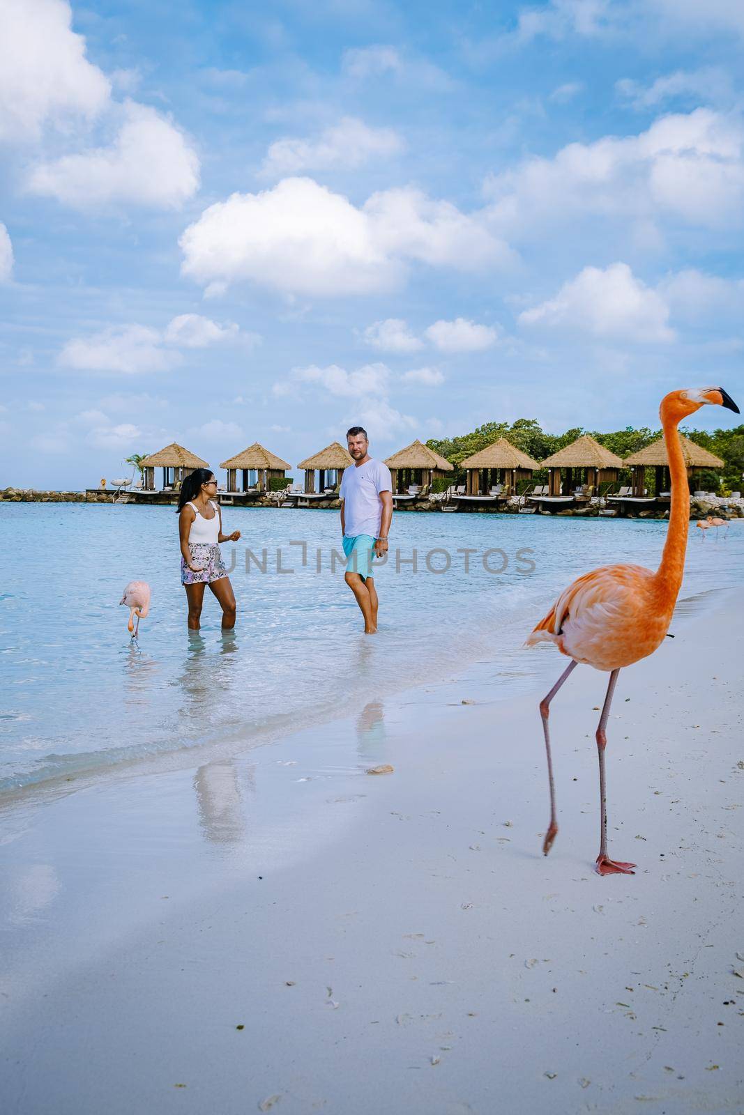 Aruba beach with pink flamingos at the beach, flamingo at the beach in Aruba Island Caribbean. A colorful flamingo at beachfront, couple men and woman on the beach mid age man and woman