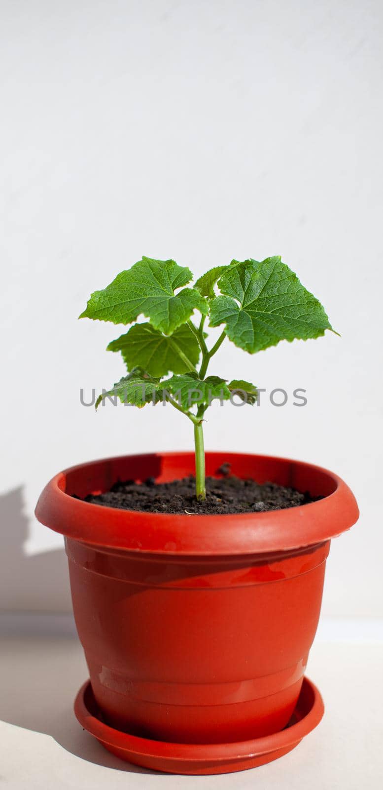 One young cucumber seedling in a pot on a white background. Seedlings grown on the window. The concept of organic food. Vegetarian food.