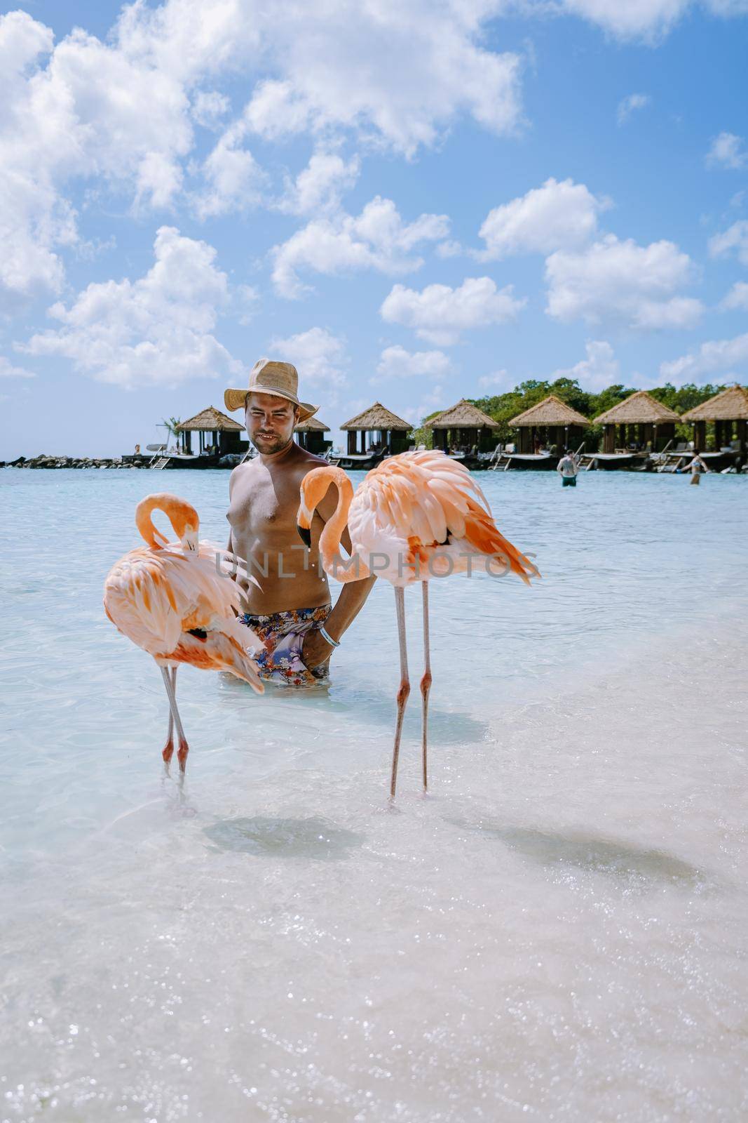 Aruba beach with pink flamingos at the beach, flamingo at the beach in Aruba Island Caribbean. A colorful flamingo at beachfront, couple men and woman on the beach mid age man and woman