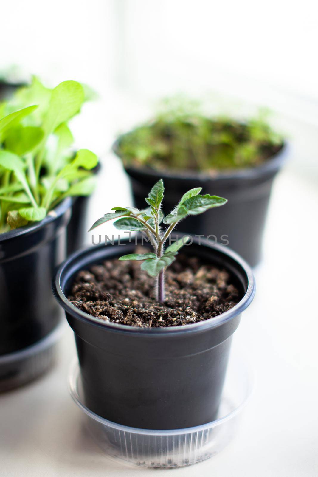 Close-up of seedlings of green small thin leaves of a tomato plant in a container growing indoors in the soil in spring. Seedlings on the windowsill