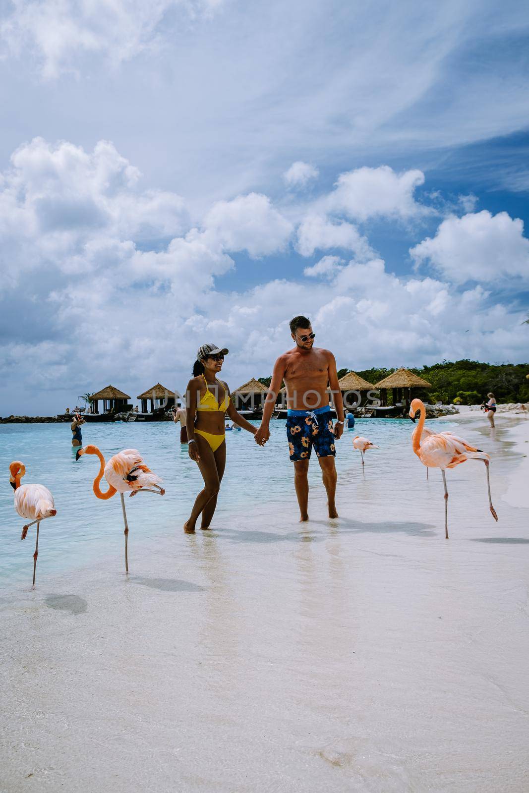 Aruba beach with pink flamingos at the beach, flamingo at the beach in Aruba Island Caribbean. A colorful flamingo at beachfront, couple men and woman on the beach mid age man and woman