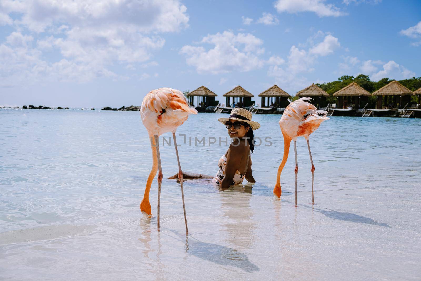 Aruba beach with pink flamingos at the beach, flamingo at the beach in Aruba Island Caribbean. A colorful flamingo at beachfront, woman on the beach with flamingos