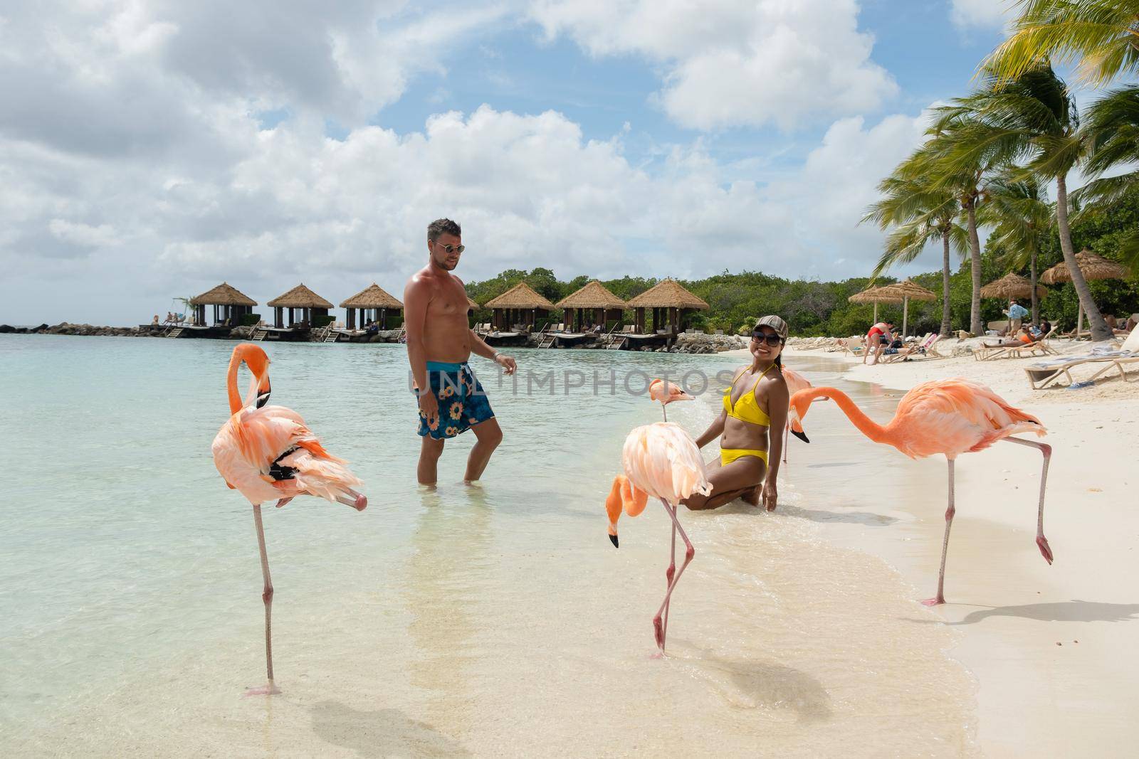 Aruba beach with pink flamingos at the beach, flamingo at the beach in Aruba Island Caribbean by fokkebok