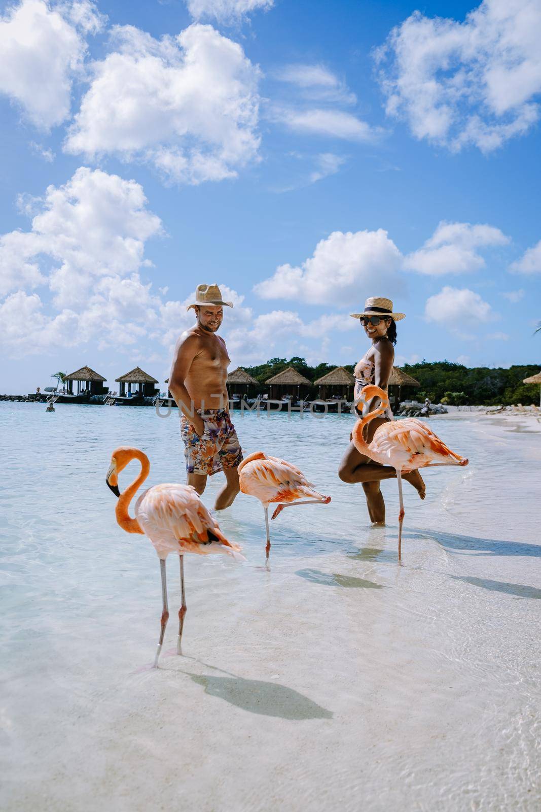 Aruba beach with pink flamingos at the beach, flamingo at the beach in Aruba Island Caribbean by fokkebok