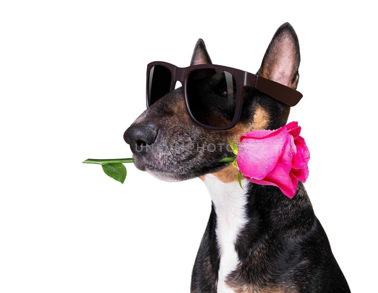 bull terrier dog on valentines love or mothers and fathers day with rose and petals
