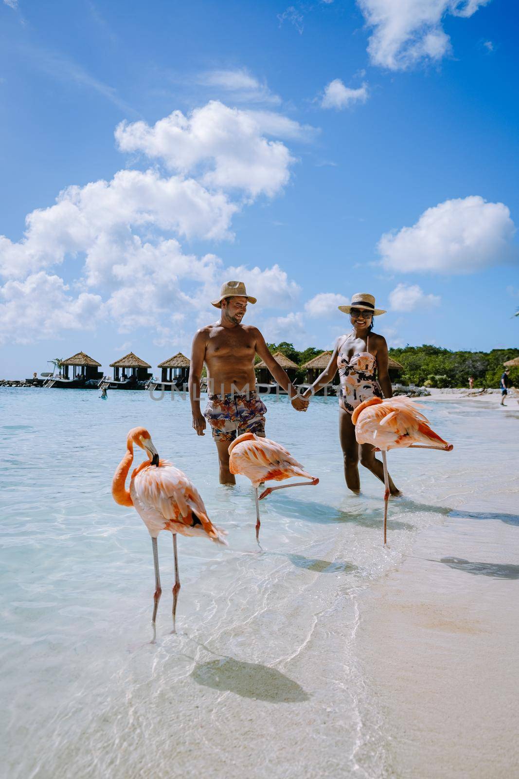 Aruba beach with pink flamingos at the beach, flamingo at the beach in Aruba Island Caribbean. A colorful flamingo at beachfront, couple men and woman on the beach mid age man and woman