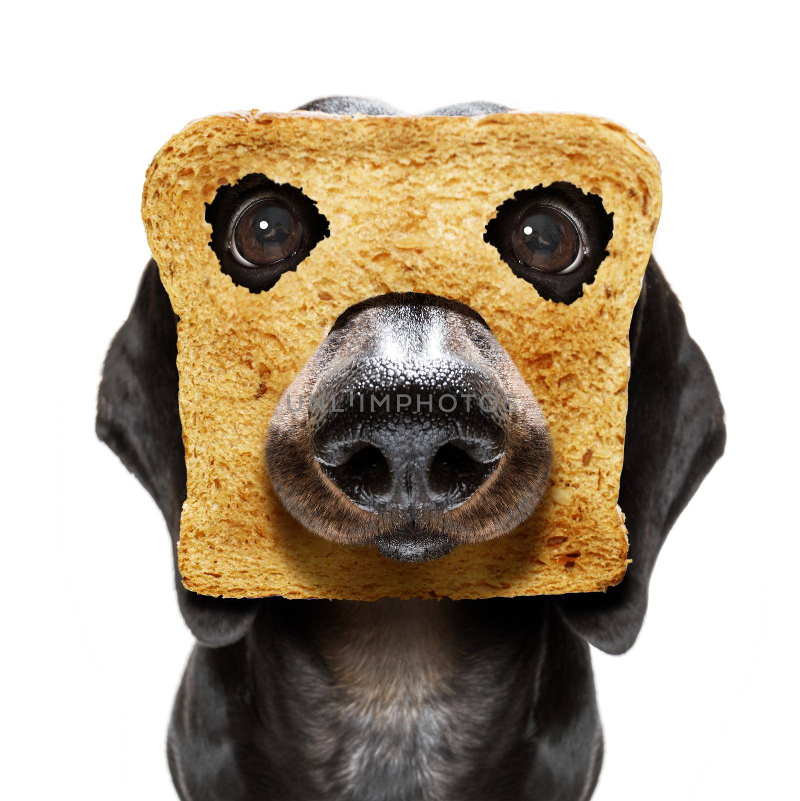 breakfast toast dog early in the morning  by Brosch