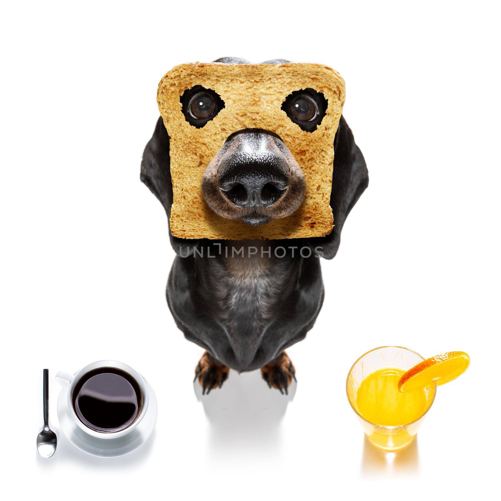 hungry  dachshund sausage  dog with toast for breakfast ready to start fresh the day with coffee and orange juice