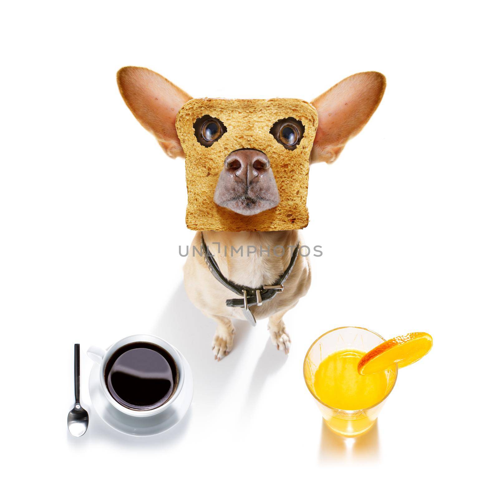 hungry  chihuahua dog with toast for breakfast ready to start fresh the day with coffee and orange juice