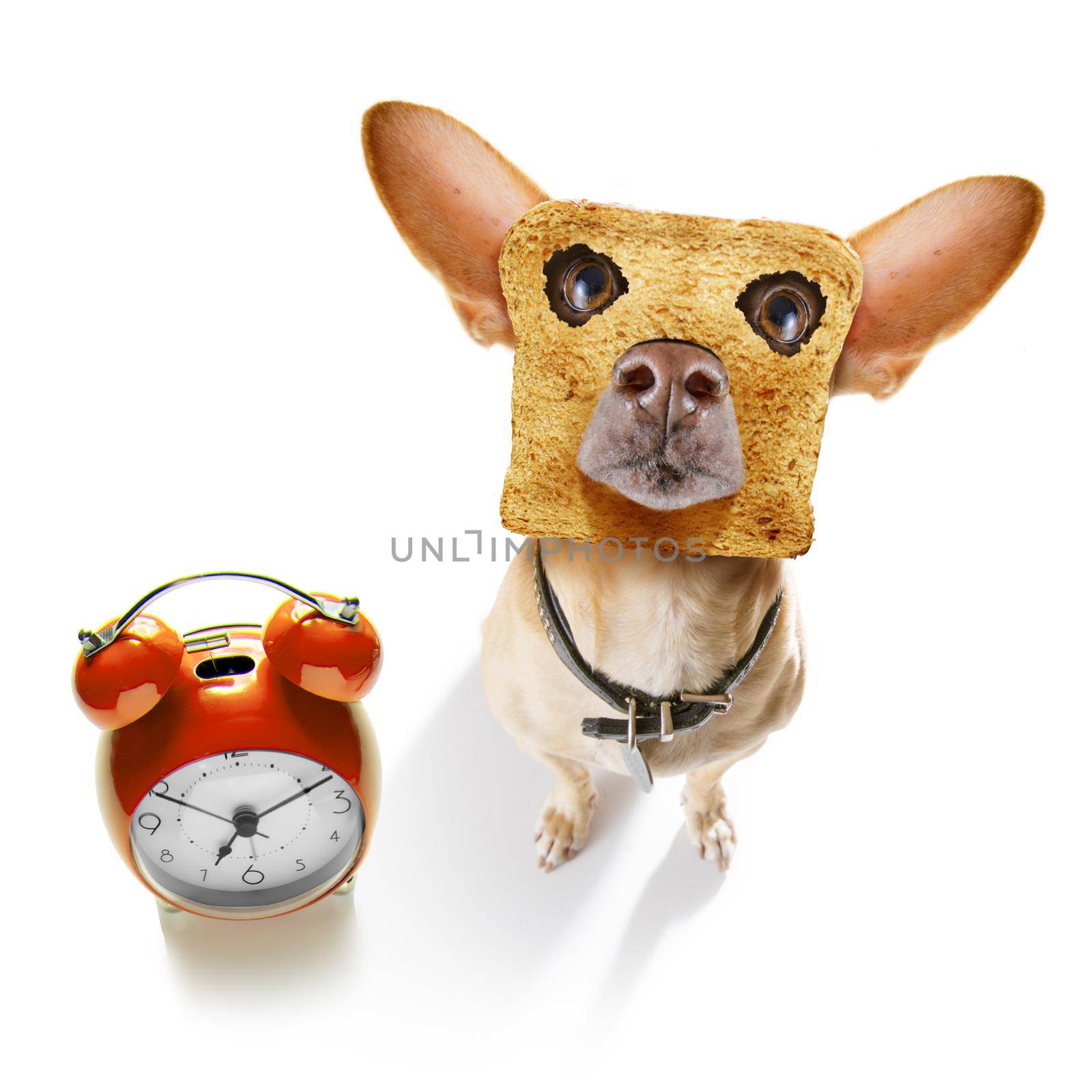 hungry  chihuahua dog with toast for breakfast ready to start fresh the day with alarm clock