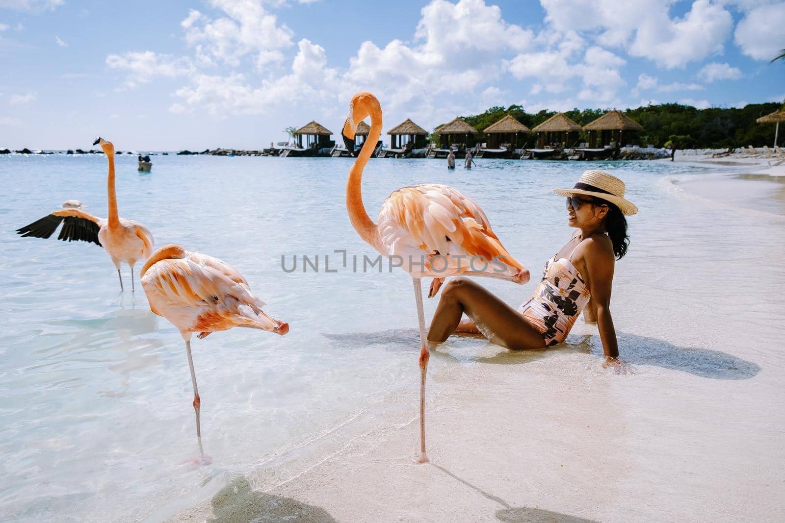 Aruba beach with pink flamingos at the beach, flamingo at the beach in Aruba Island Caribbean by fokkebok