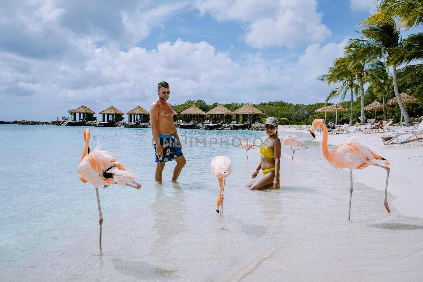 Aruba beach with pink flamingos at the beach, flamingo at the beach in Aruba Island Caribbean. A colorful flamingo at beachfront, couple men and woman on the beach mid age man and woman