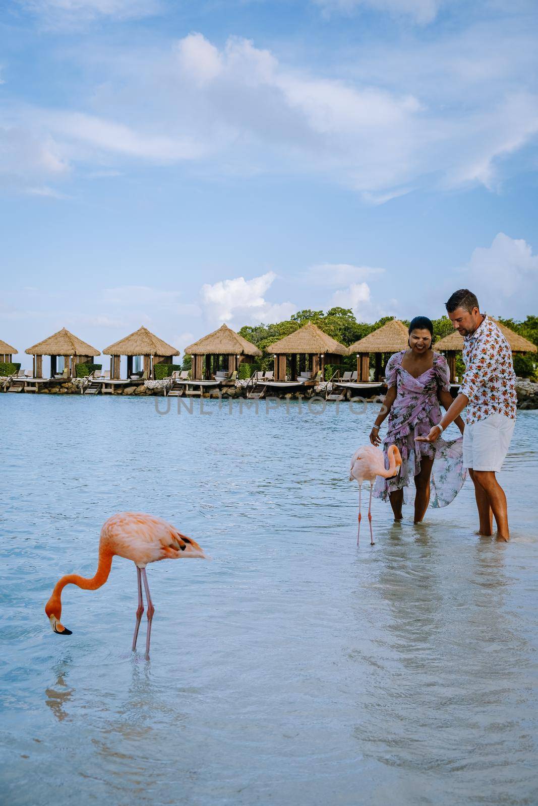 Aruba beach with pink flamingos at the beach, flamingo at the beach in Aruba Island Caribbean by fokkebok
