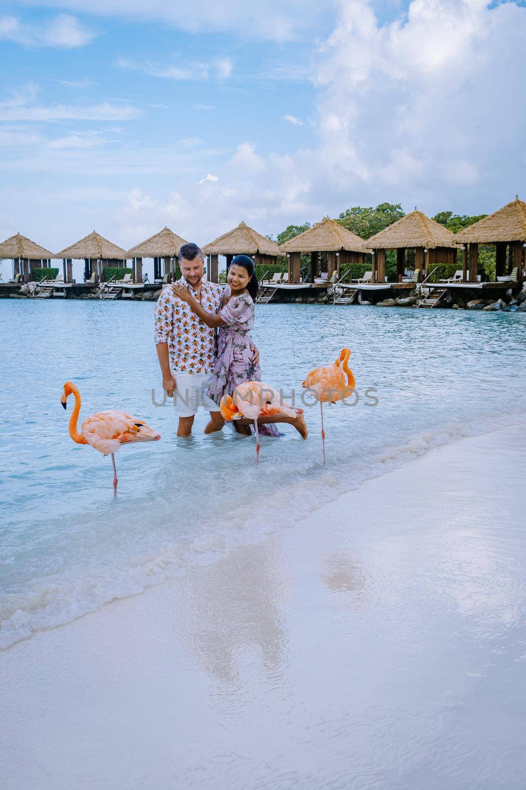 Aruba beach with pink flamingos at the beach, flamingo at the beach in Aruba Island Caribbean by fokkebok