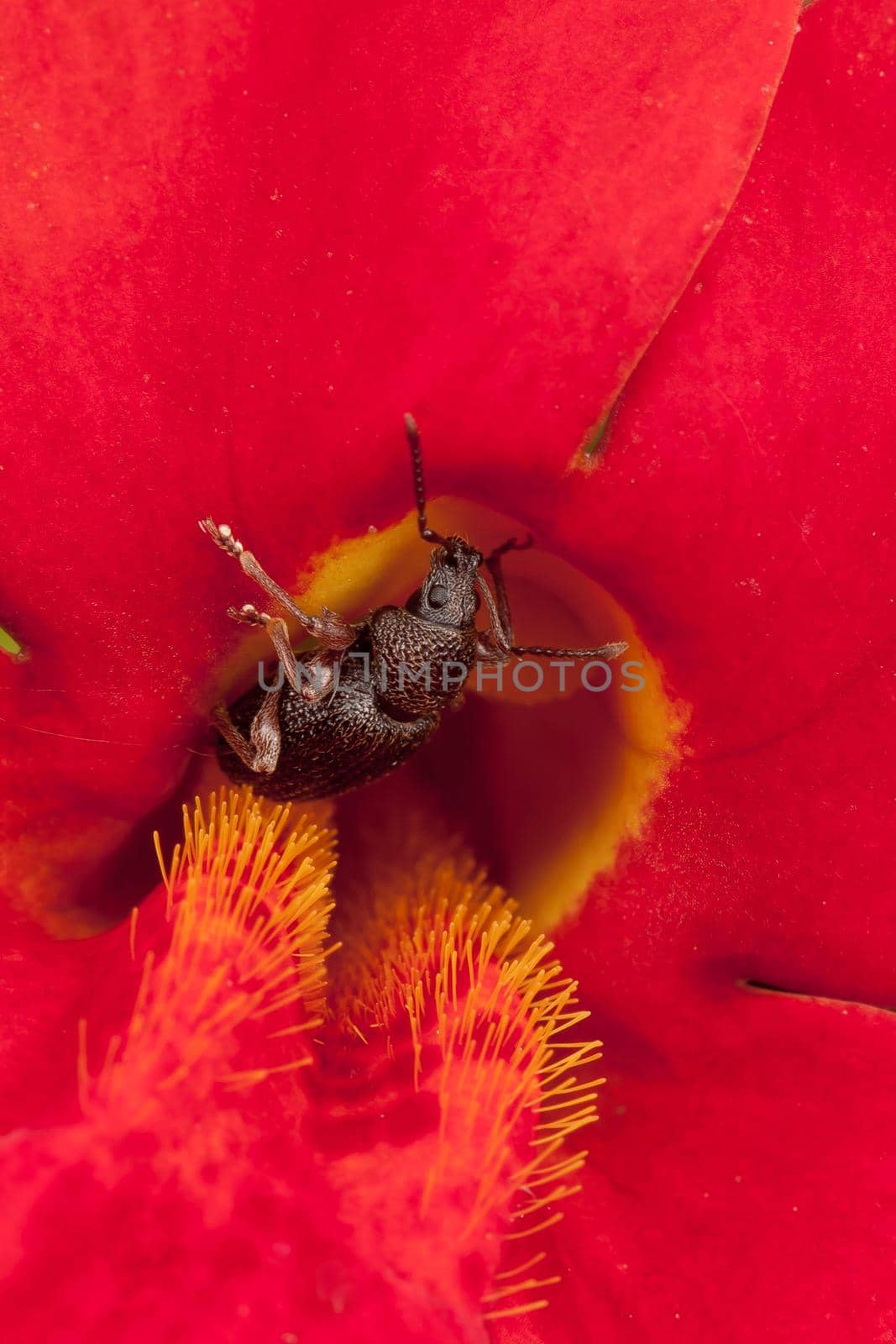 Phyllobius brown bug and brightly red flower with beautiful yellow stamens
