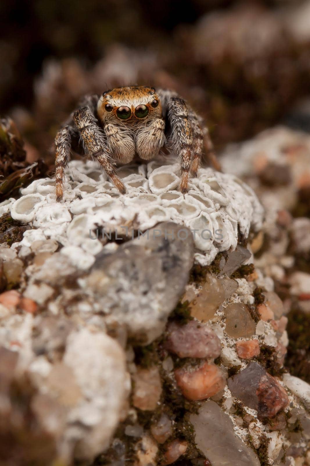 Jumping spider in white lichens by Lincikas