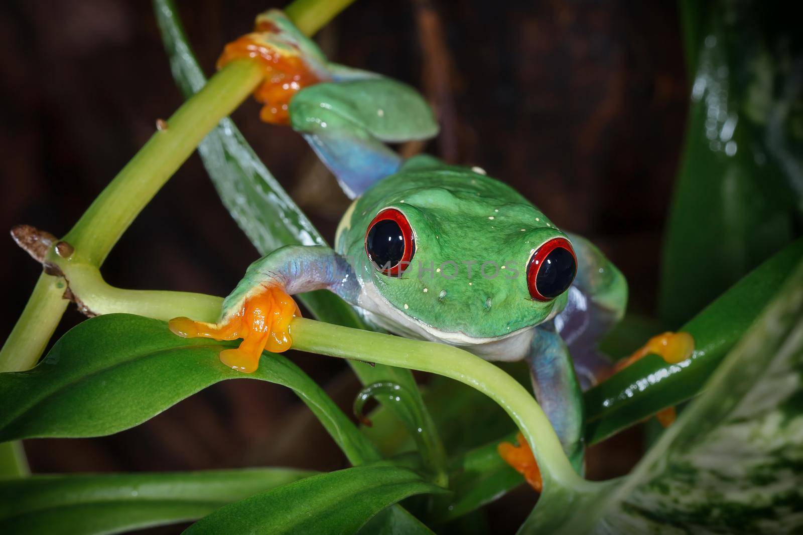 Red eyed tree frog climb by Lincikas