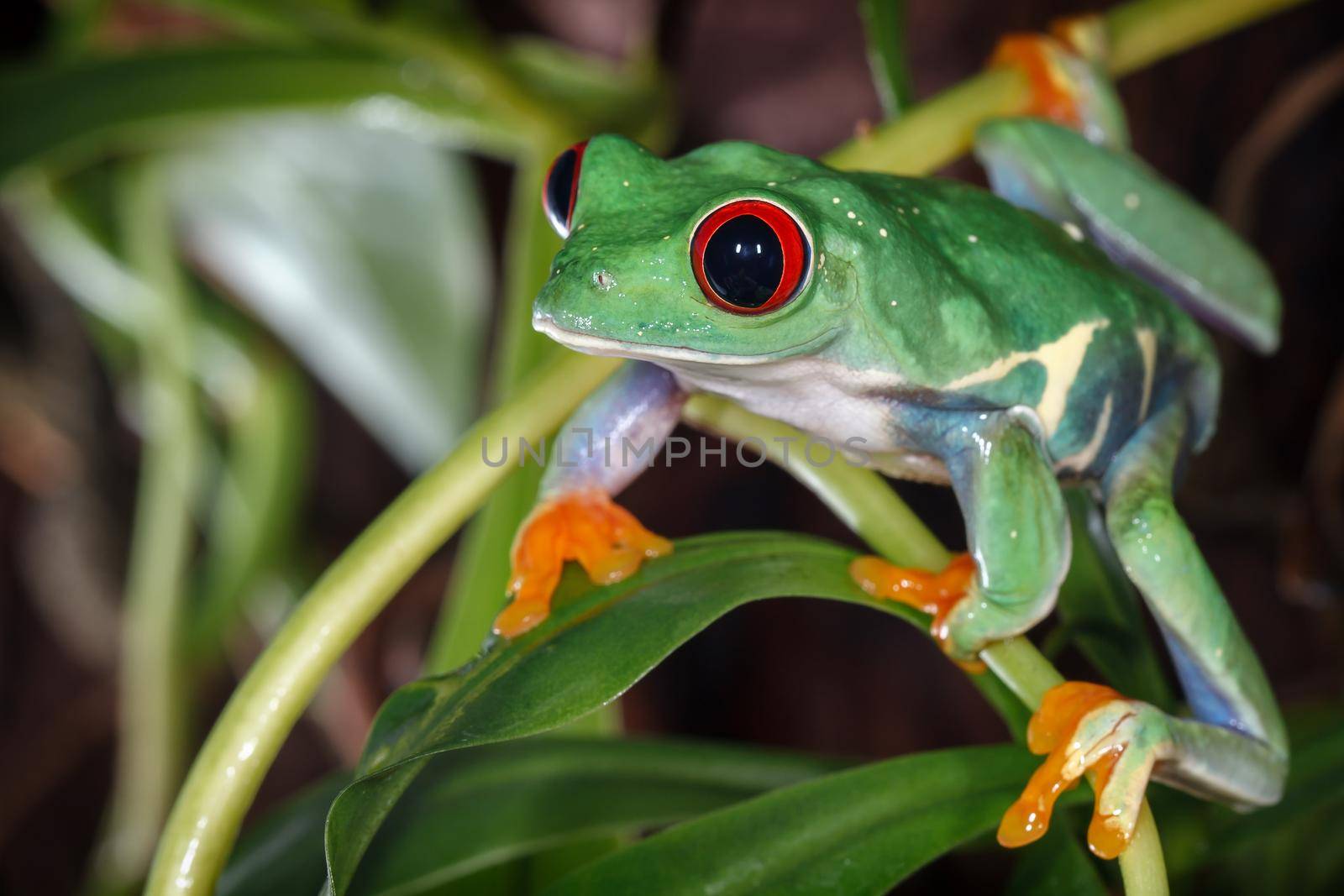 Red eyed tree frog by Lincikas