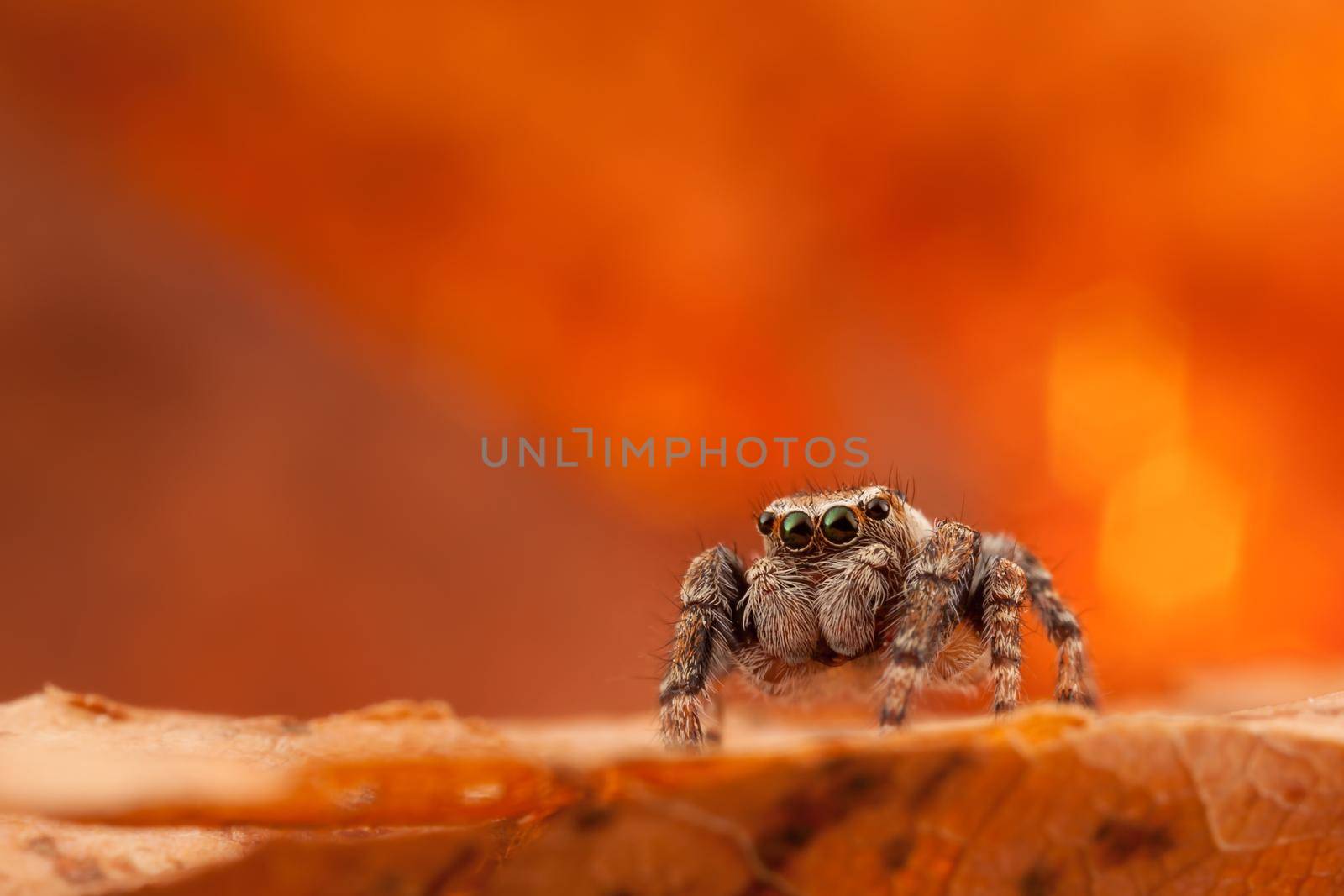 Jumping spider on the orange and shining leaf by Lincikas